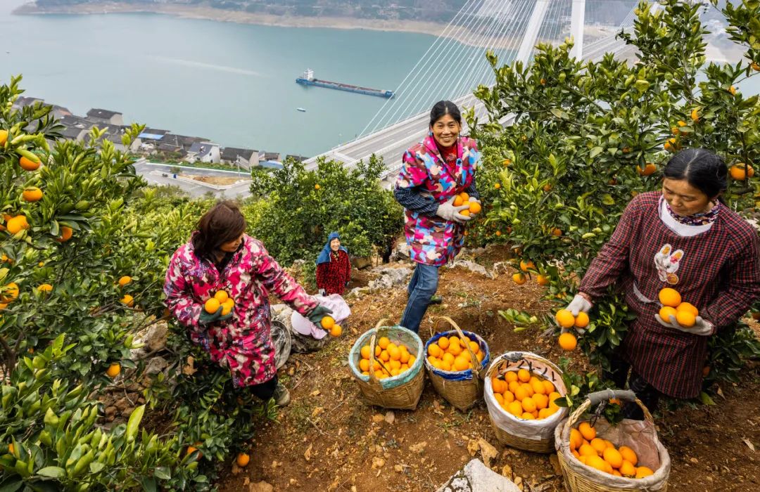 秭归县归州镇香溪村村民在田间采摘红肉脐橙.郑家裕摄(新华社)