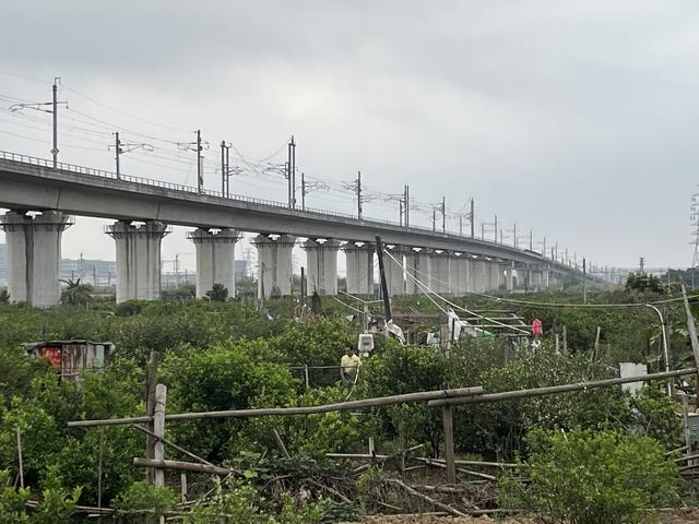 城际铁路下的一块新会柑种植基地 记者吴绵强摄