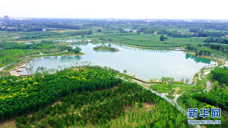 "千年秀林"郁郁葱葱.新华网发 毛鹤然摄