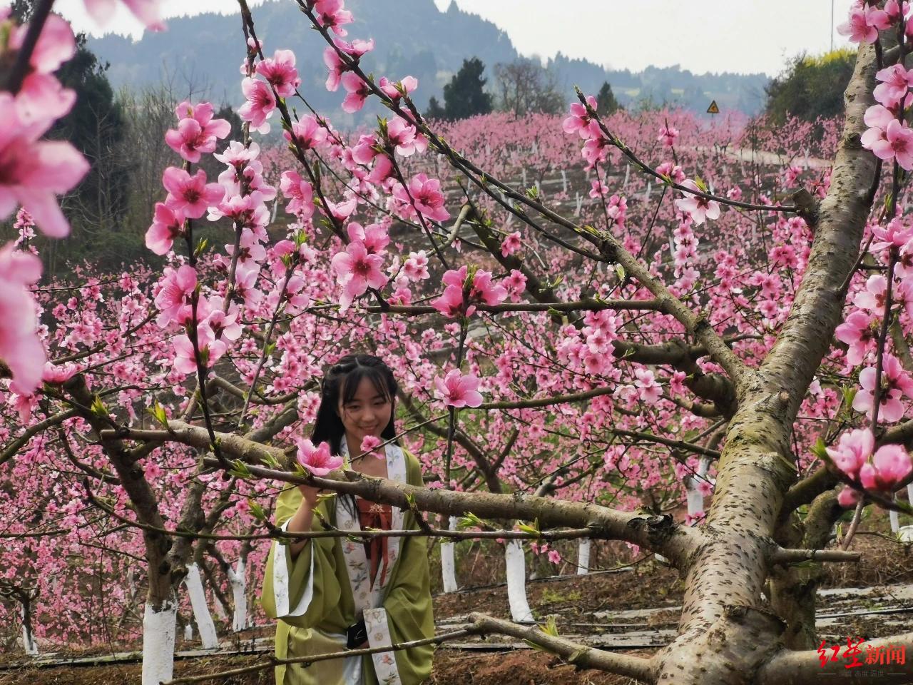 ▲桃花引来游客为当地增收