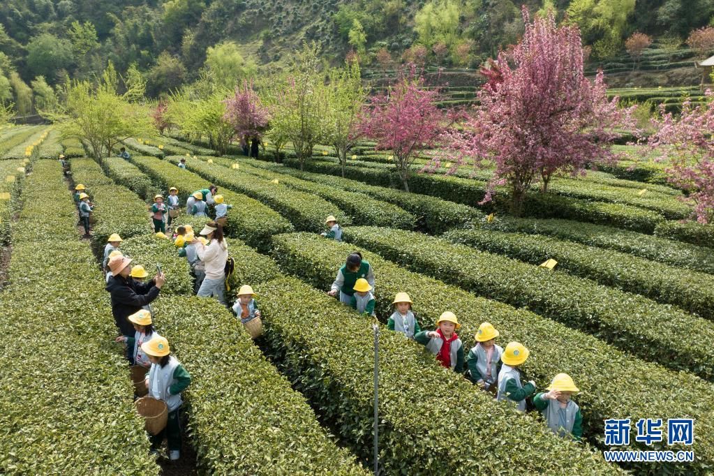 市汉滨区大竹园镇一处茶园内,小朋友在老师的带领下进行采茶体验活动