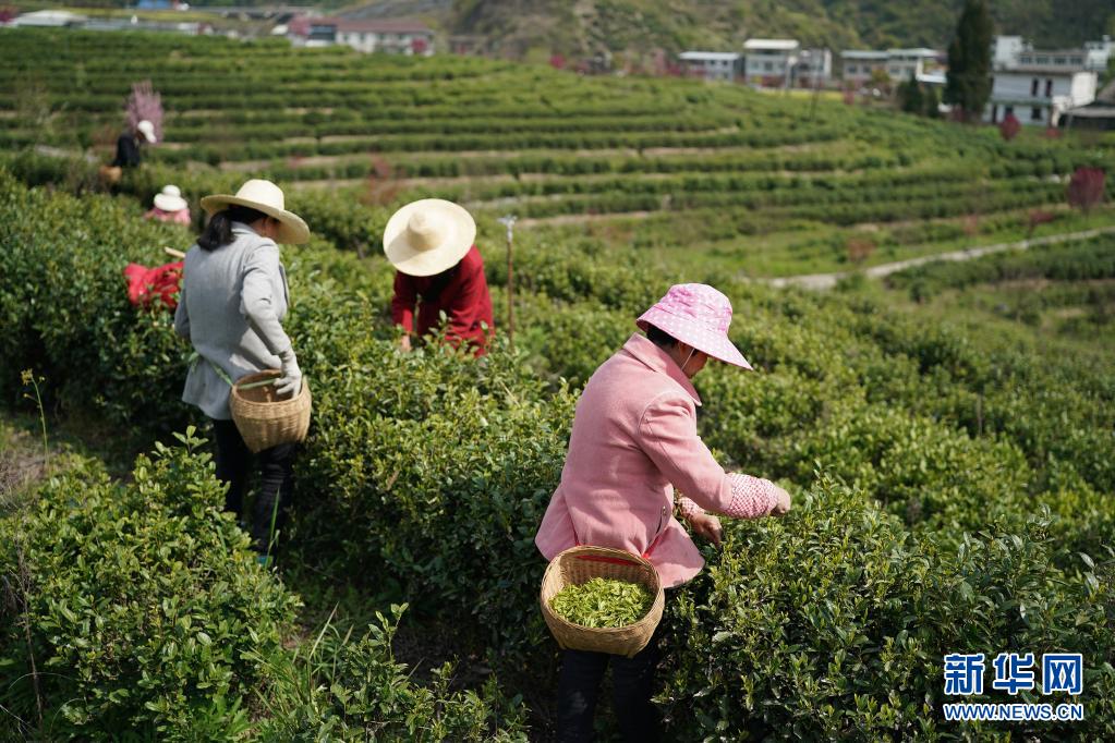 3月31日,安康市汉滨区大竹园镇茶农在茶园内采茶.
