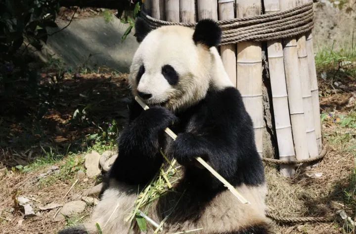 安吉竹博园唯一的雌性大熊猫珍巧正在啃食当地产的红竹竹竿