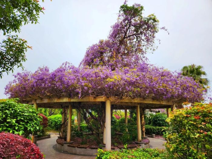 漓东科技大厦楼前绿地的紫藤,造型别具一格.记者 唐霁云 摄