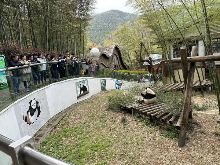 在南山竹海景区熊猫馆，游客们正在看大熊猫华丽吃竹子。受访者供图