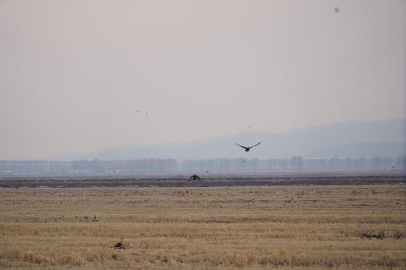 候鸟在兴凯湖国家级自然保护区栖息。新华社记者戴锦镕 摄