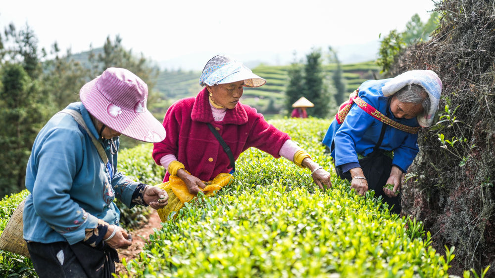 　　↑茶农在六盘水市六枝特区月亮河彝族布依族苗族乡花德村茶园采摘春茶（3月31日摄）。