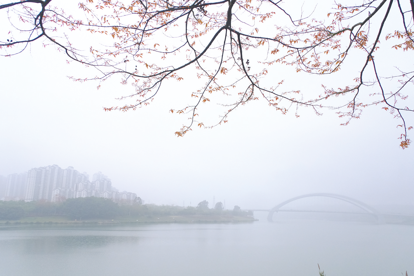     雨雾迷蒙，邕江、大桥、树、高楼构成一幅水墨画    本报记者宋延康 摄
