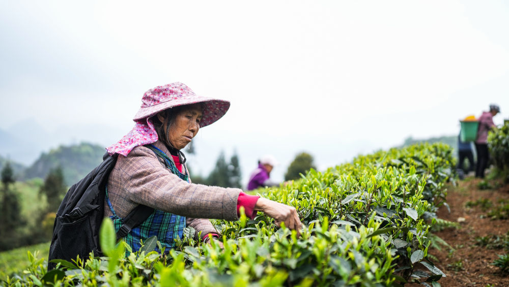 　　↑茶农在六盘水市六枝特区落别布依族彝族乡鸿森茶园采摘春茶（3月31日摄）。