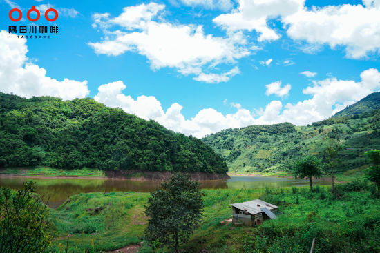 　　普洱咖啡树生长在高山河谷间