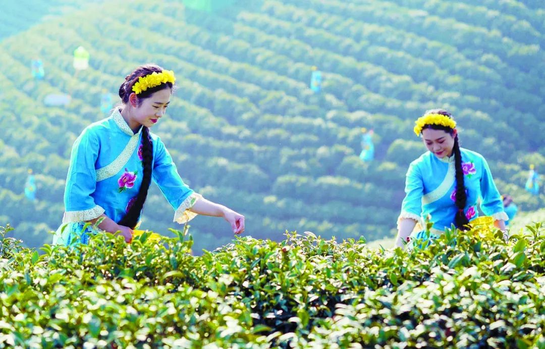 图为开采节上,采茶女正在采茶.