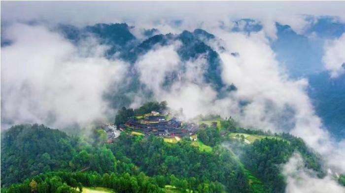 　　(花垣十八洞黄金茶基地)