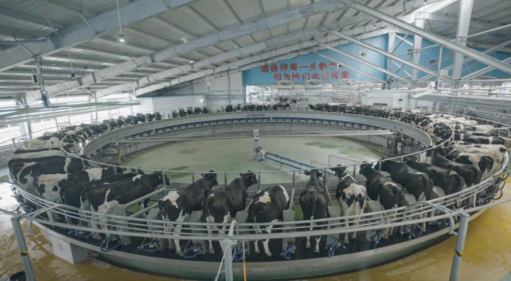 　　图说：简爱父爱牧场出产生牛乳三大核心指标已超欧盟、日本标准