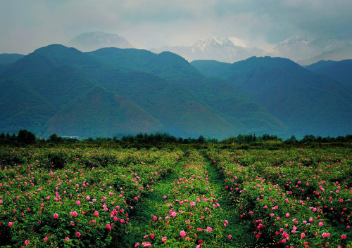 位于四川绵竹的中国玫瑰谷