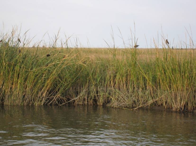 　　(图说：互花米草)