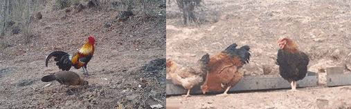 　↑中国家鸡的祖先——原鸡 vs 中国的家鸡 ↑