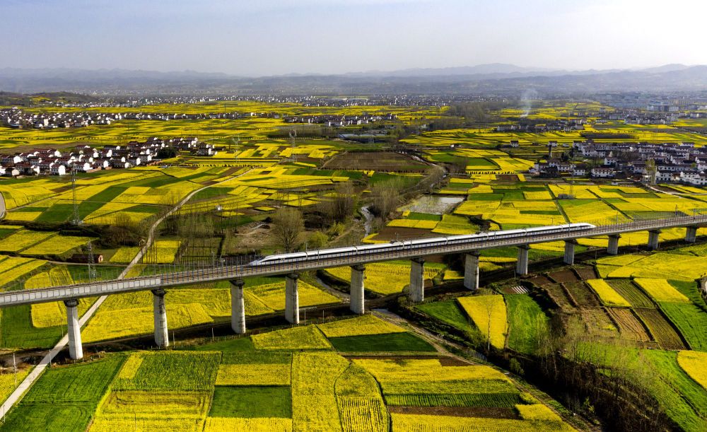 3月14日,一列动车从陕西省汉中市洋县油菜花海中驶过(无人机照片).
