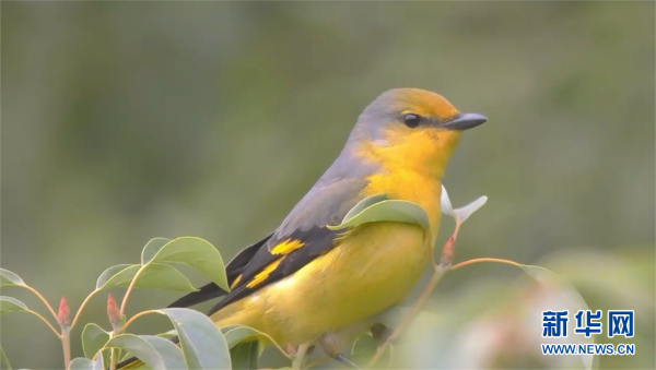 2022年12月27日，在九峰山上发现的第20个鸟类新记录——赤红山椒鸟。新华网发 王健行 摄