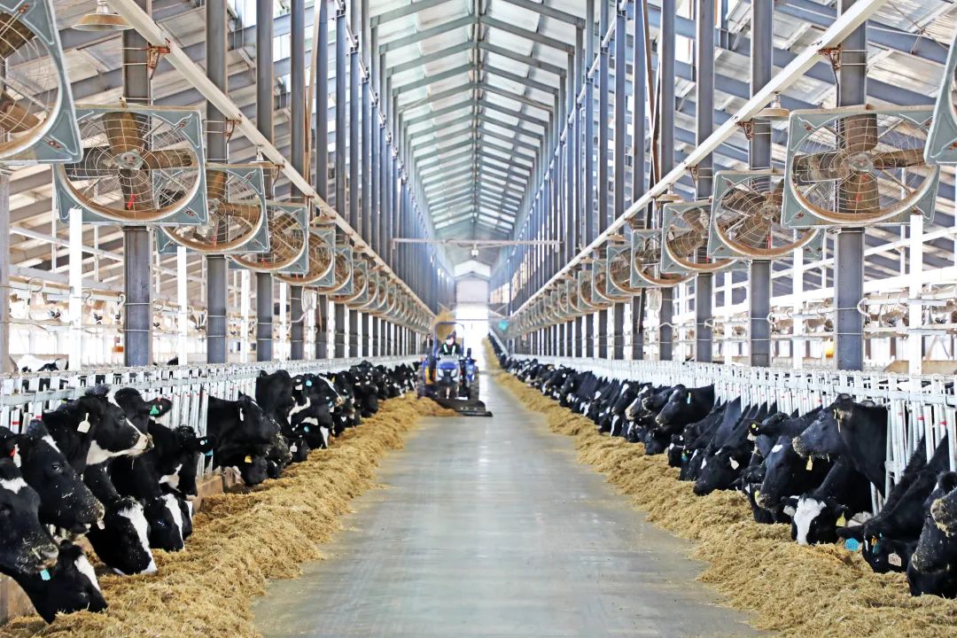 内蒙古呼伦贝尔,饲养员在饲养奶牛.韩颖群摄(中经视觉)