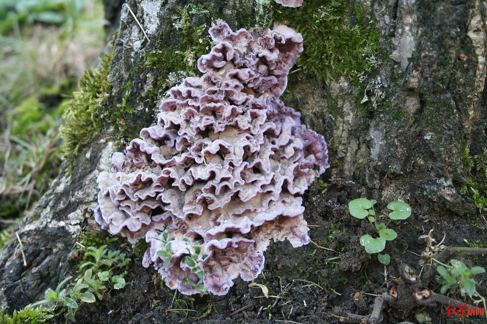 ↑名叫紫韧革菌的真菌，会导致植物银叶病