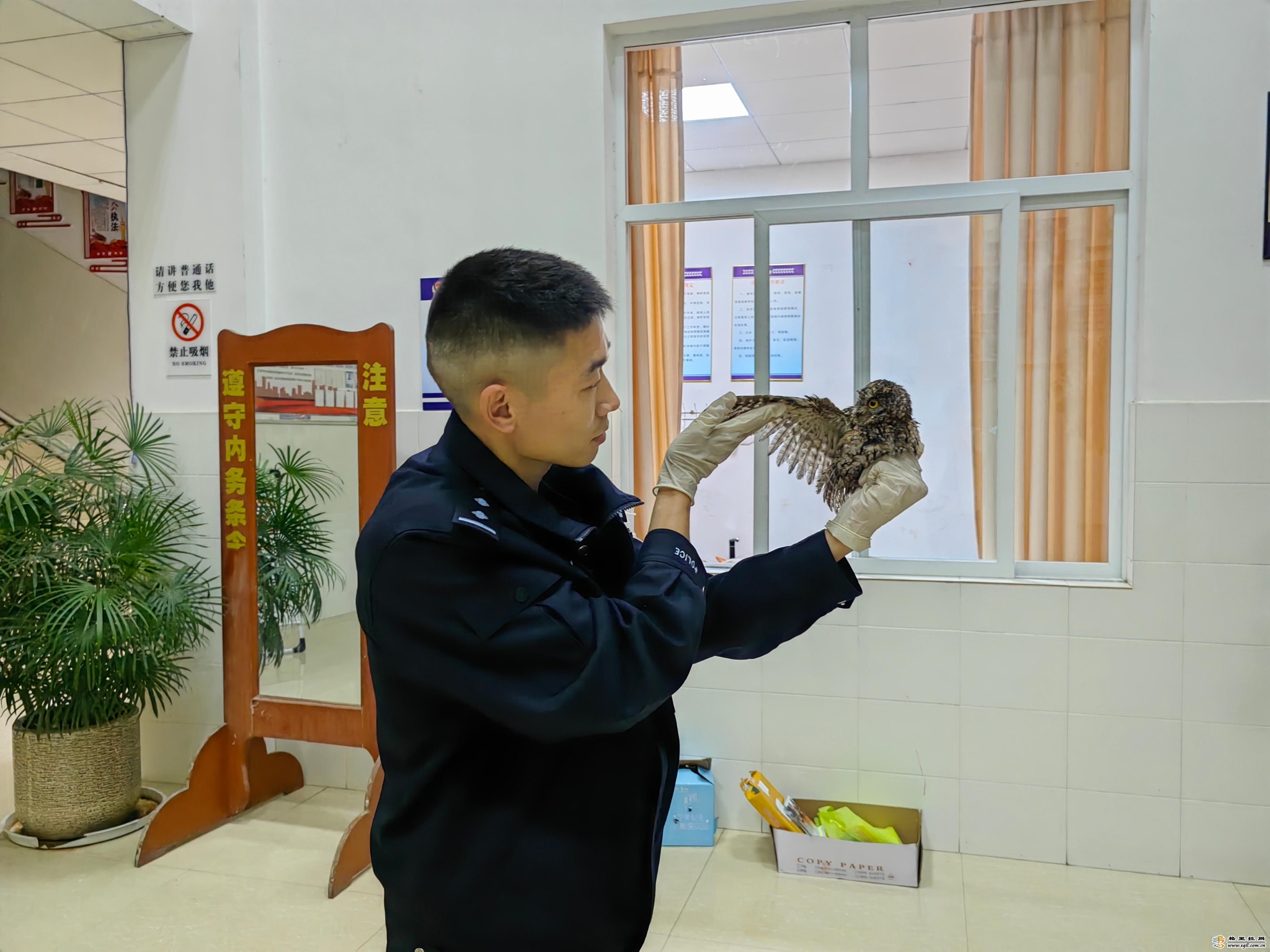 维西县公安局森警大队成功救助一只国家二级保护动物红角 