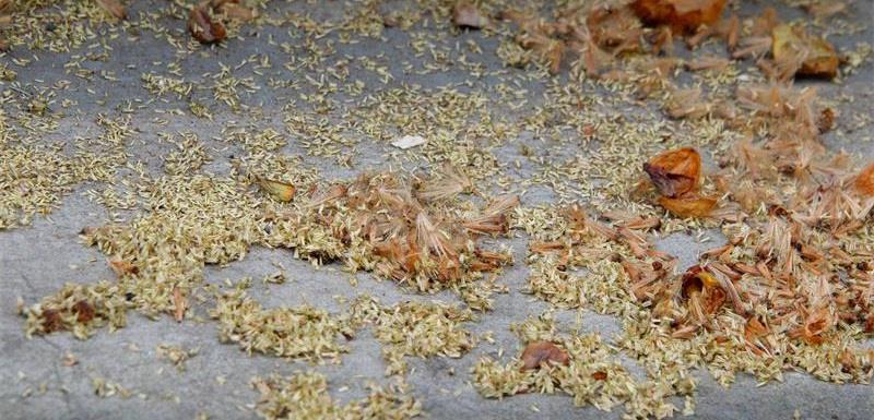 近日,南京主城区路边,地上散落着零零星星的黄色梧桐毛絮.