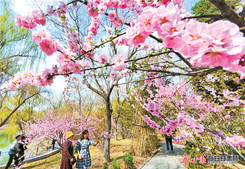 兰州西湖公园满园春色，花开飘香。摄影：瞿娟