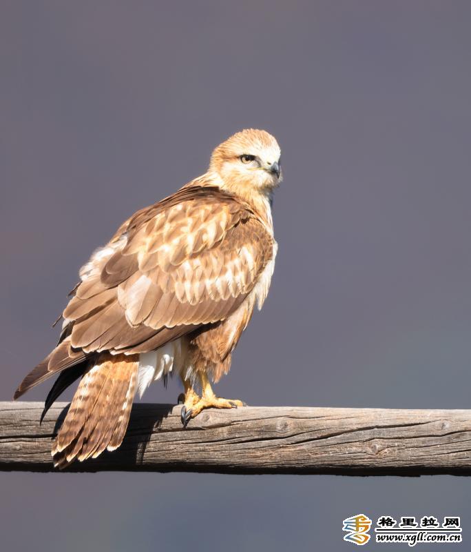 小鸊鹈等越冬候鸟白骨顶,斑嘴鸭 ,夜鹭,池鹭,小白鹭,苍鹭,绿翅鸭,红头