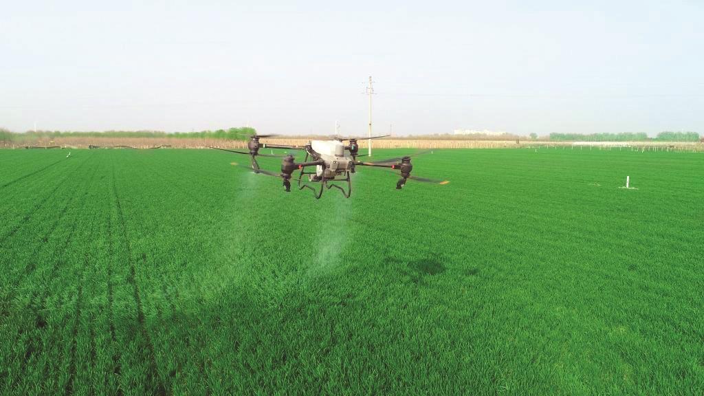 河北省馆陶县樊堡村种粮户在用无人机给小麦喷洒药物.