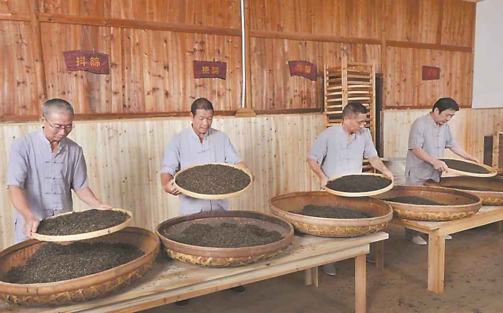 茶农展示坦洋工夫茶传统制作技艺. 林鸿 供图