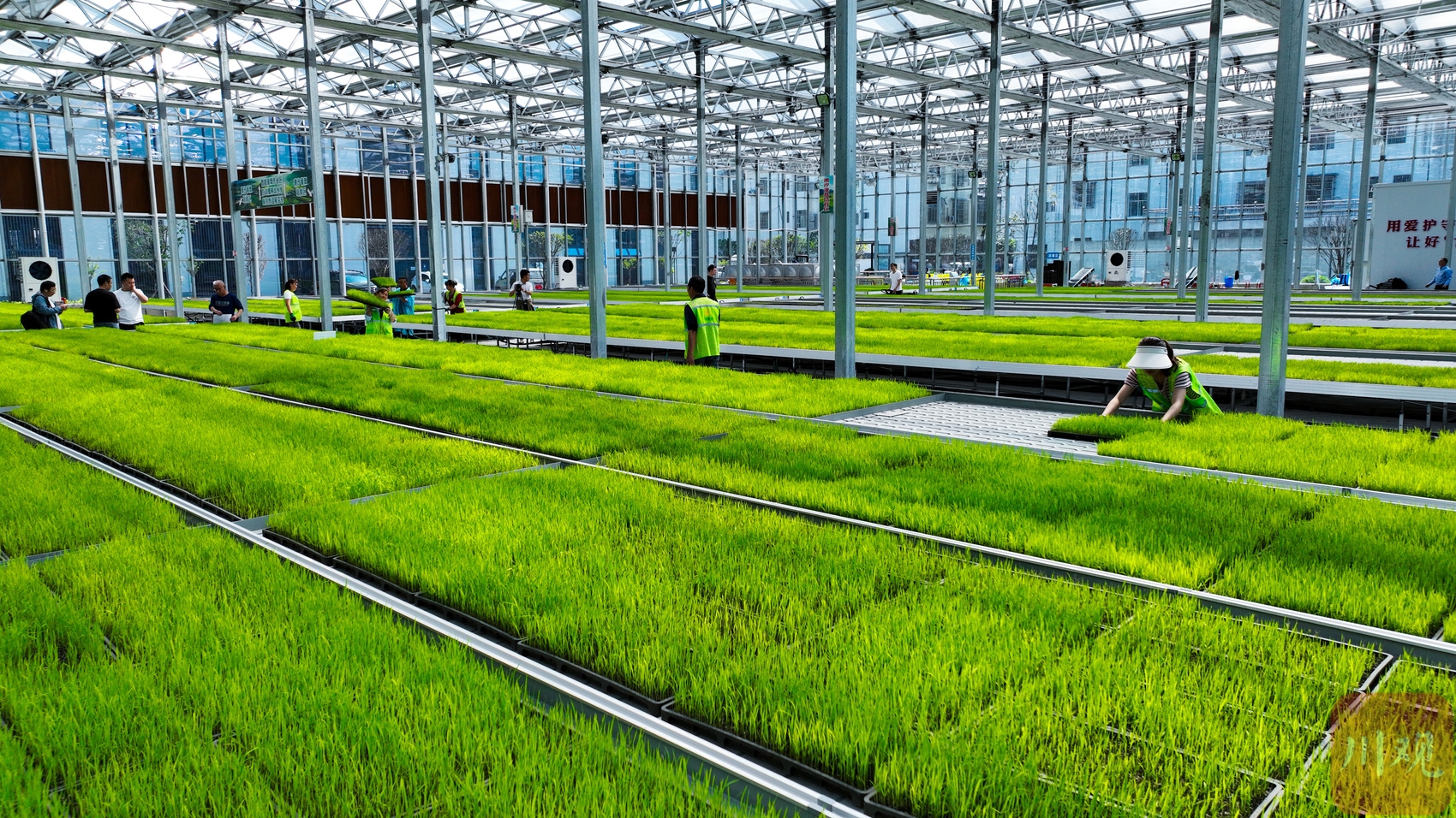 宜宾兴文:智能育秧工厂尽显科技范|宜宾市_新浪财经_新浪网