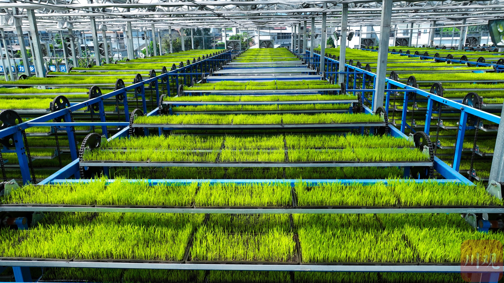 宜宾兴文:智能育秧工厂尽显科技范|宜宾市_新浪财经_新浪网