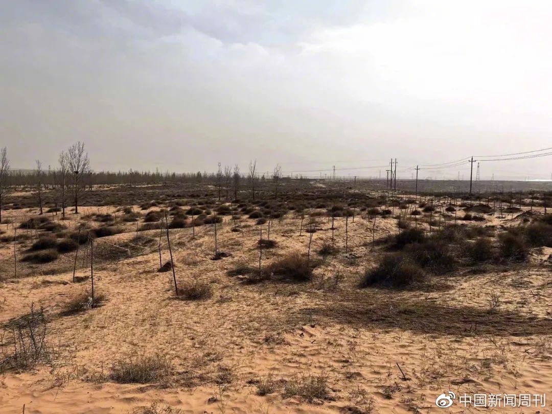 孙国友承包的马家滩林场至今大多仍是荒沙地 摄影/中国新闻周刊记者 刘向南