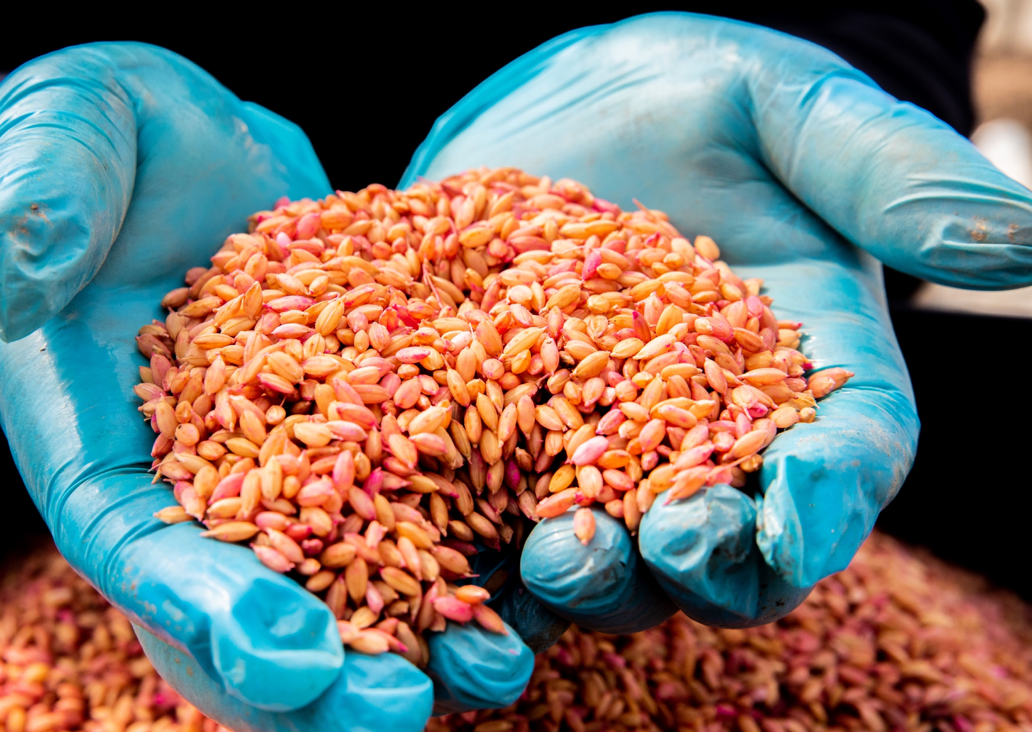 京西春耕忙,巨幅稻田画将如约上线