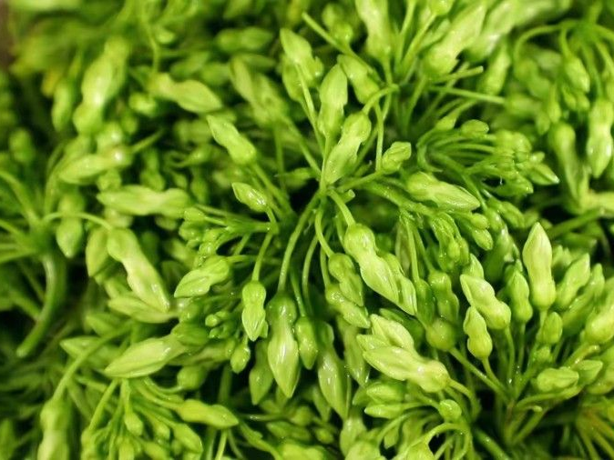 营养价值丰富喜欢煲汤的肇庆人别错过这种宝藏食材