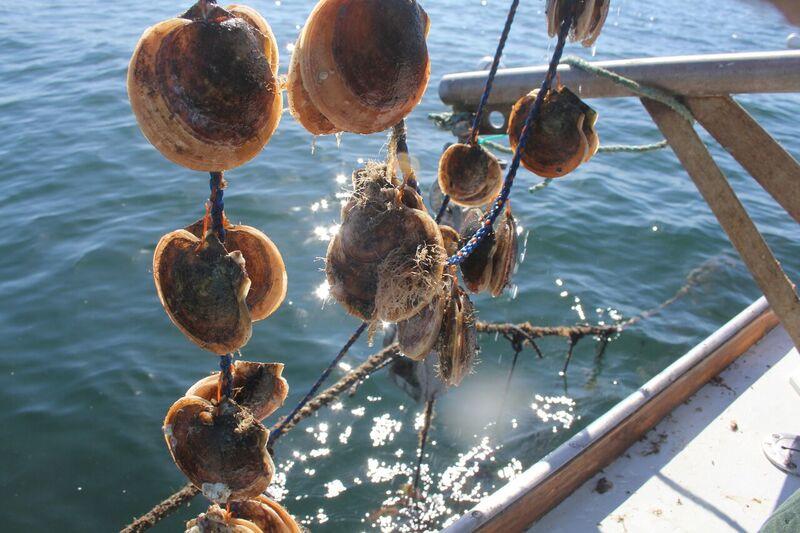 ↑日本渔民养殖扇贝