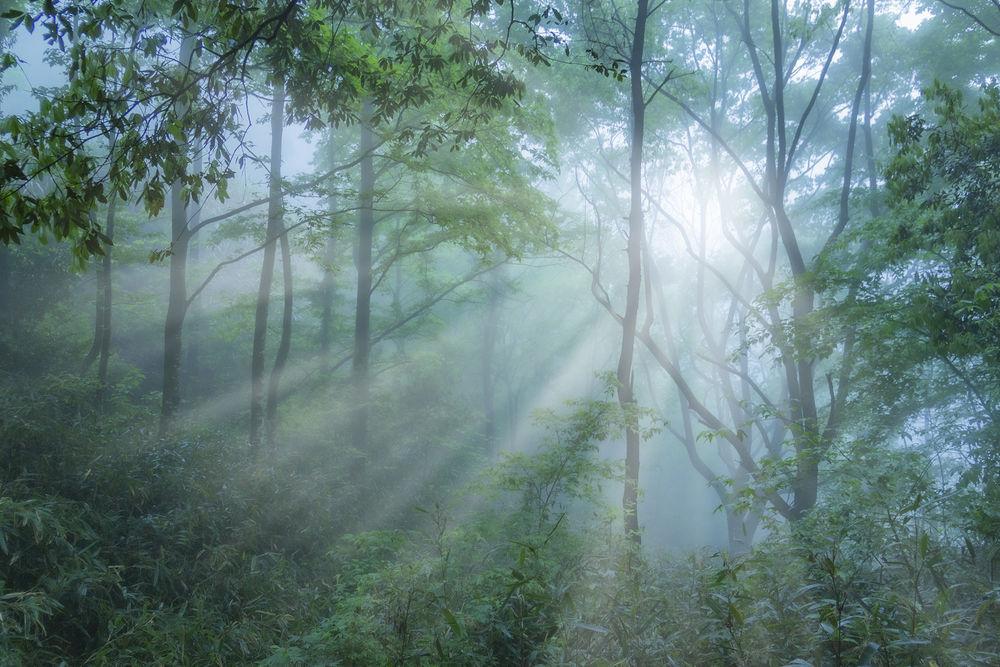 浙江省宁波市鄞州区塘溪镇清晨的第一缕阳光穿透小树林.冯小波 摄