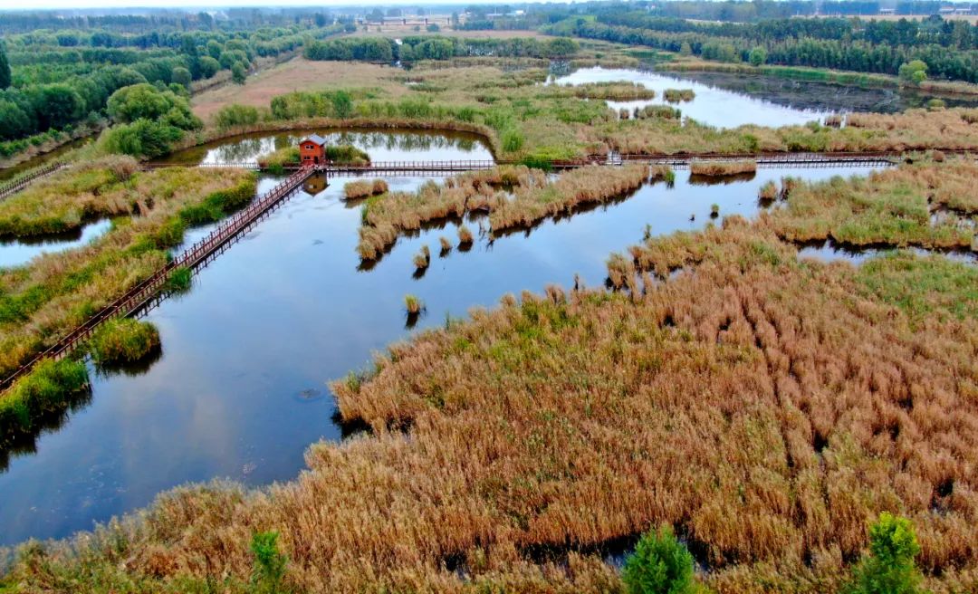 2020年9月在河南省新乡市封丘县拍摄的陈桥东湖湿地一景(无人机照片).