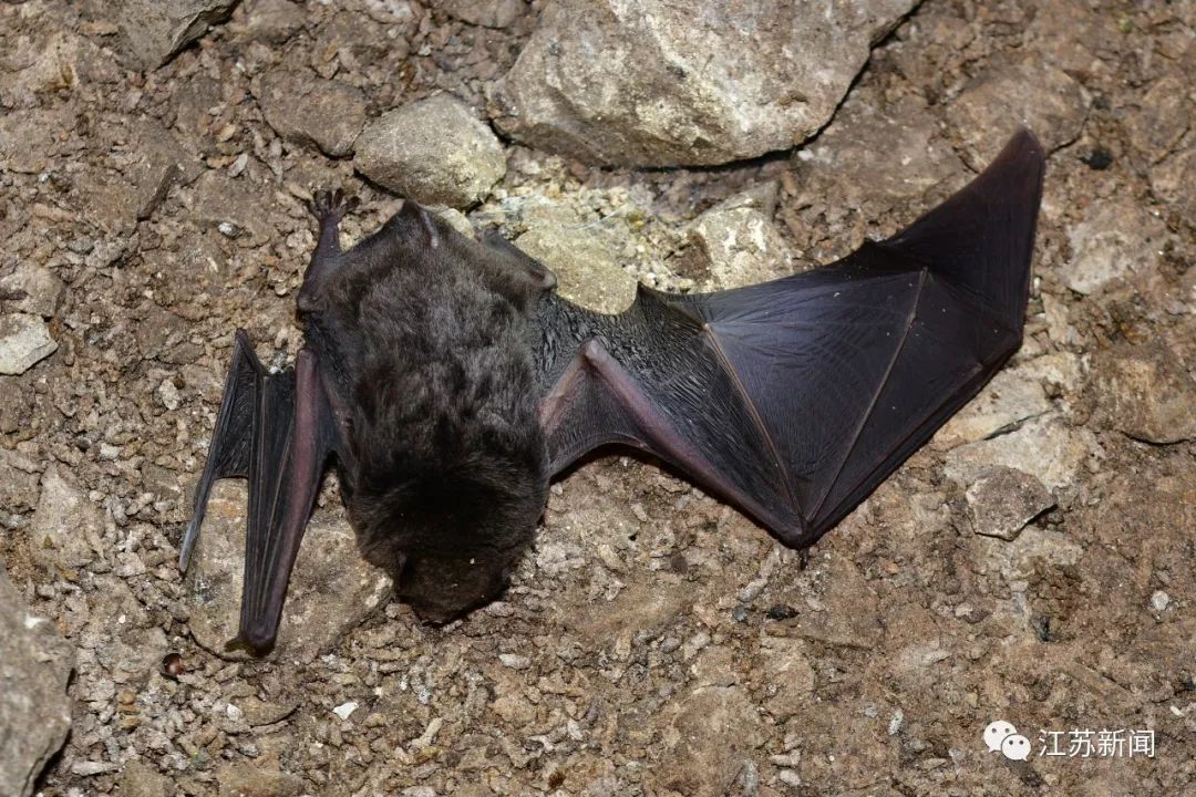 亚洲长翼蝠