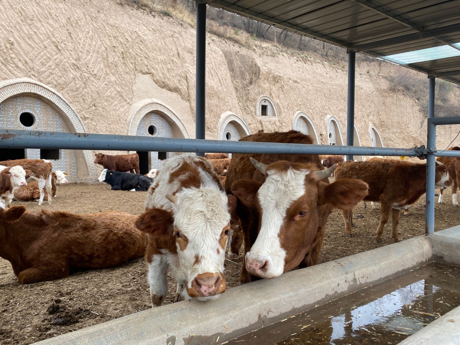 平凉市崆峒区大寨乡废弃窑洞生态养殖示范基地