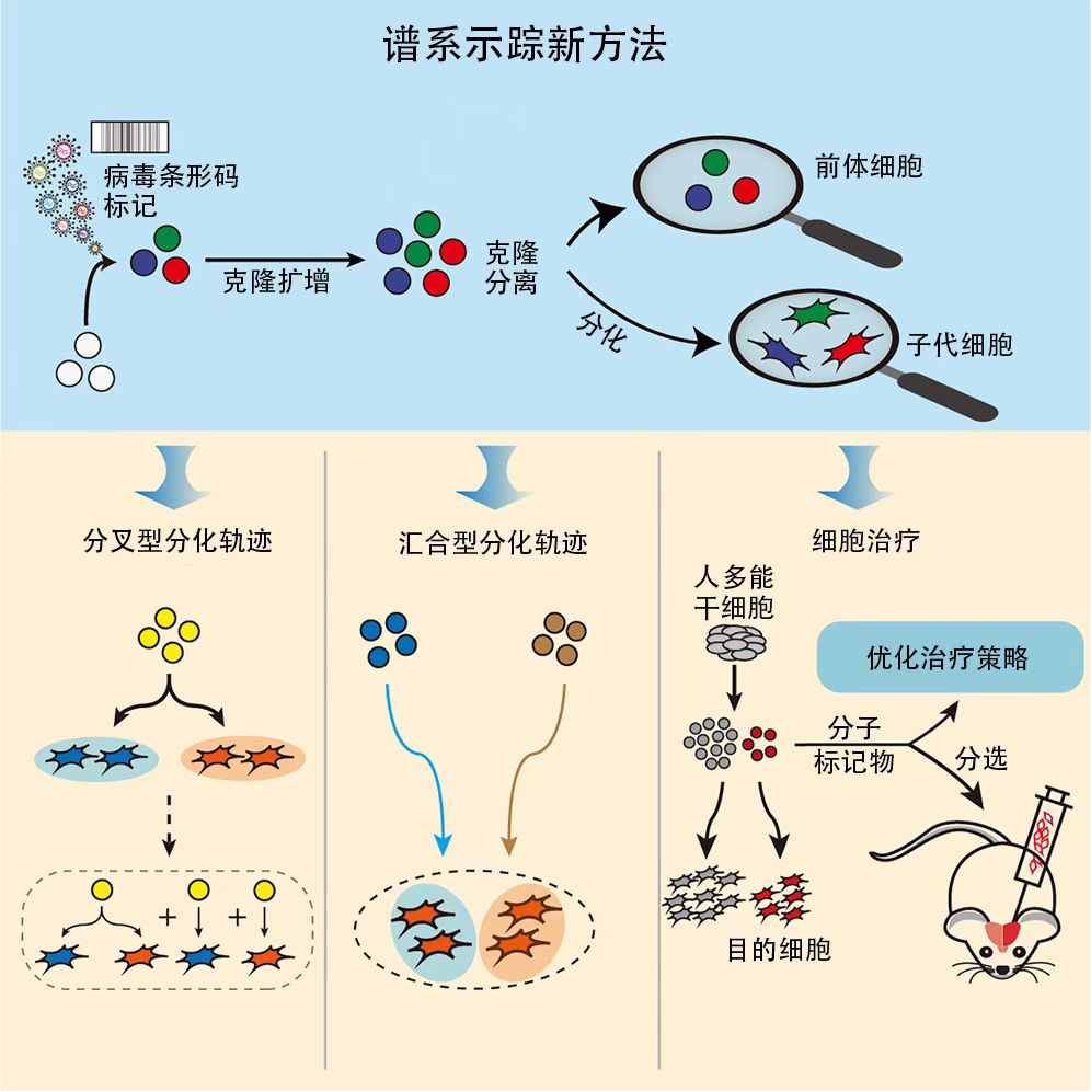 在发表的论文中，研究团队介绍“能够跨分化阶段和时间点的高通量谱系示踪”的新技术。网站截图