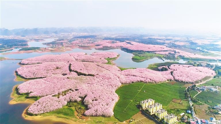 位于清镇市芦荻哨村的樱花园. 鲍凯 摄