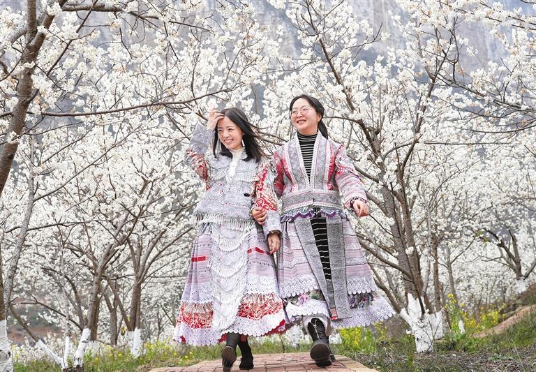 清镇 樱花烂漫时 湖光山色美