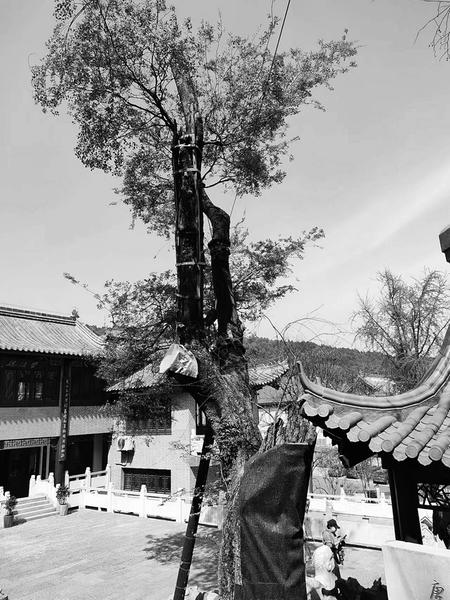 458岁朴树“断臂”中长出“树中树”_手机新浪网