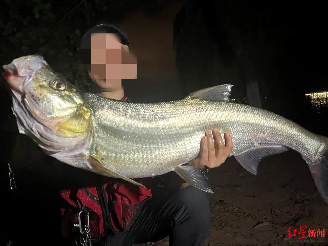 翘嘴红鲌泛滥西昌邛海今年再次征集全国钓友路亚垂钓治理年卡每张3千