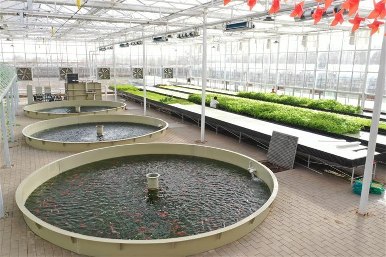 鱼菜共生打造农业发展新样板