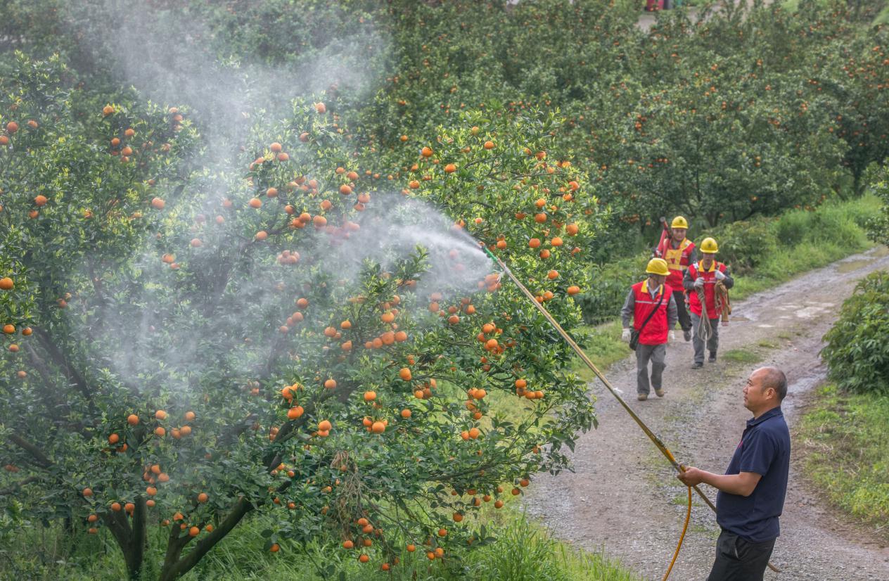 4月6日,国网长寿供电公司员工服务重庆恒湖集团农业公司春季喷洒农药