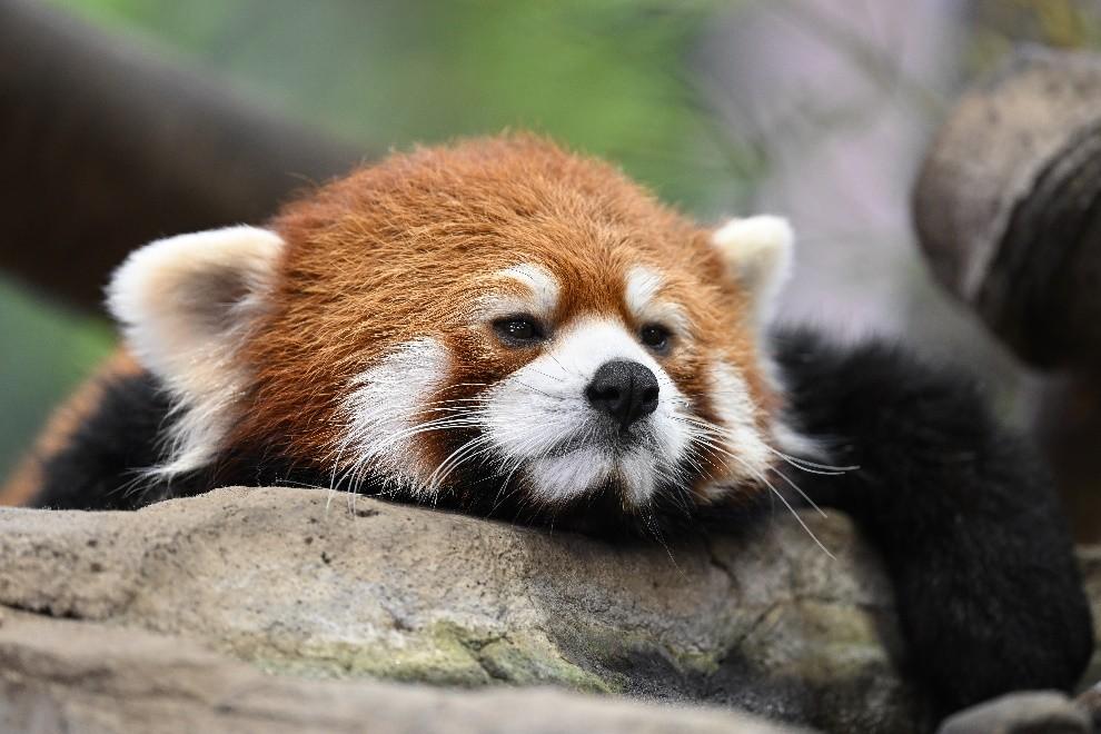 　　尼克尔 Z 600mm f/4 TC VR S样张