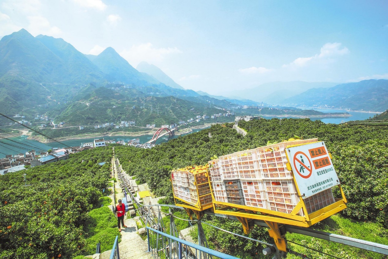 图说:湖北省秭归县郭家坝镇王家岭村,脐橙坐上了"过山车".
