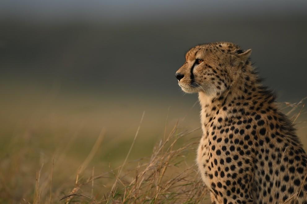 　　尼克尔 Z 400mm f/2.8 TC VR S样张